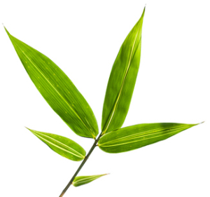 Bamboo Leaves