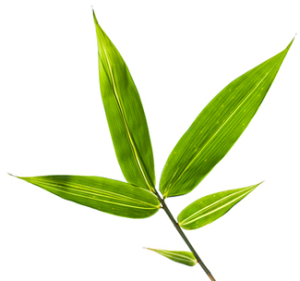 Bamboo Leaves
